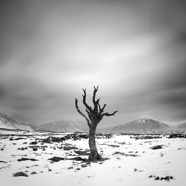 Dead Tree in Glen Coe