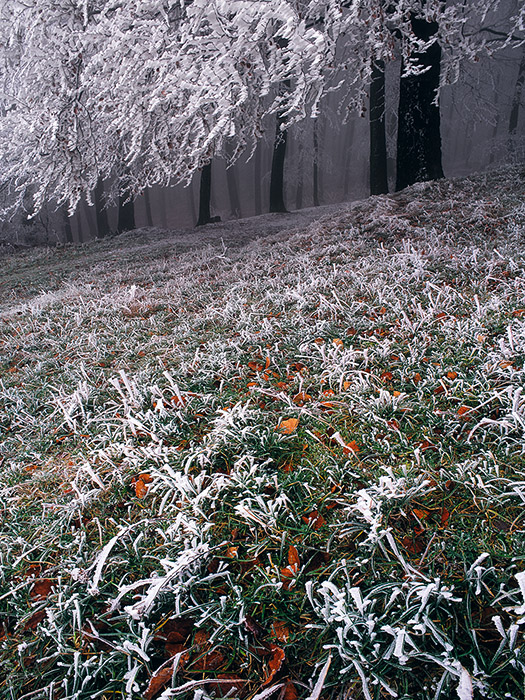 Frost & Forest