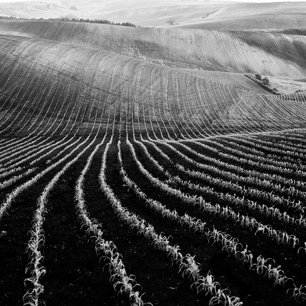 Moravia fields