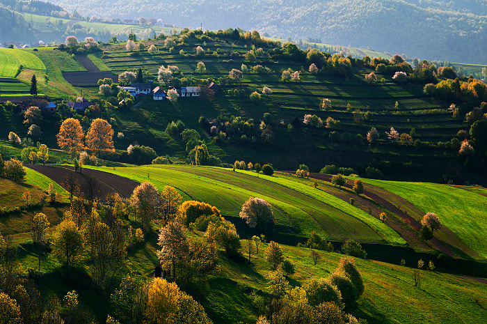 Mountain Fields