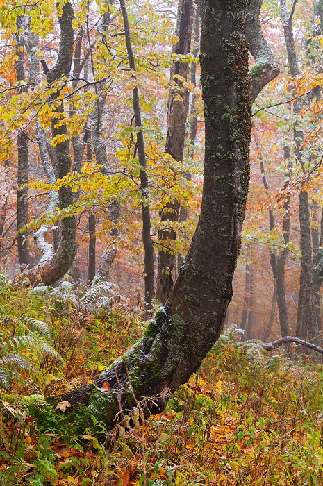 Primeval beech forest in Velka Fatra National Park