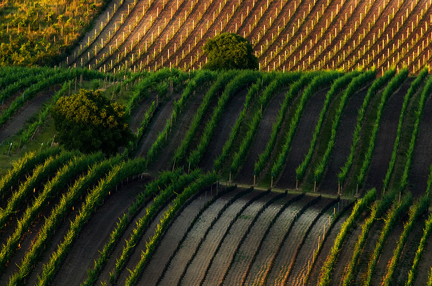 Vineyards of Pálava