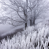 Frozen Forest