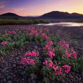 Random landscape photo - Flower Cover