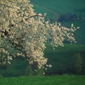 Random landscape photo - Spring View