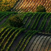 Random landscape photo - Vineyards of Pálava