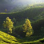 Random landscape photo - Munnar